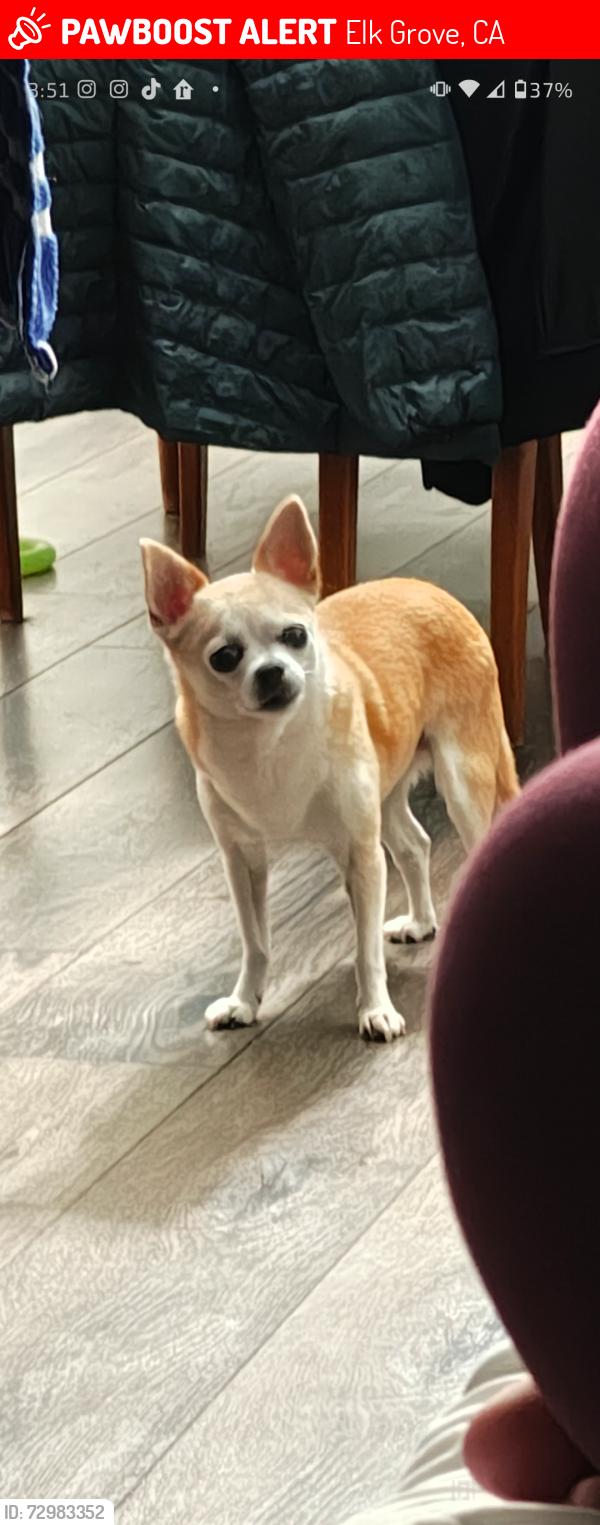 Lost Female Dog last seen Yarmouth Ct, N. Camden Dr., Elk Grove, CA 95624