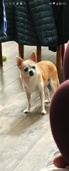 Lost Female Dog last seen Yarmouth Ct, N. Camden Dr., Elk Grove, CA 95624