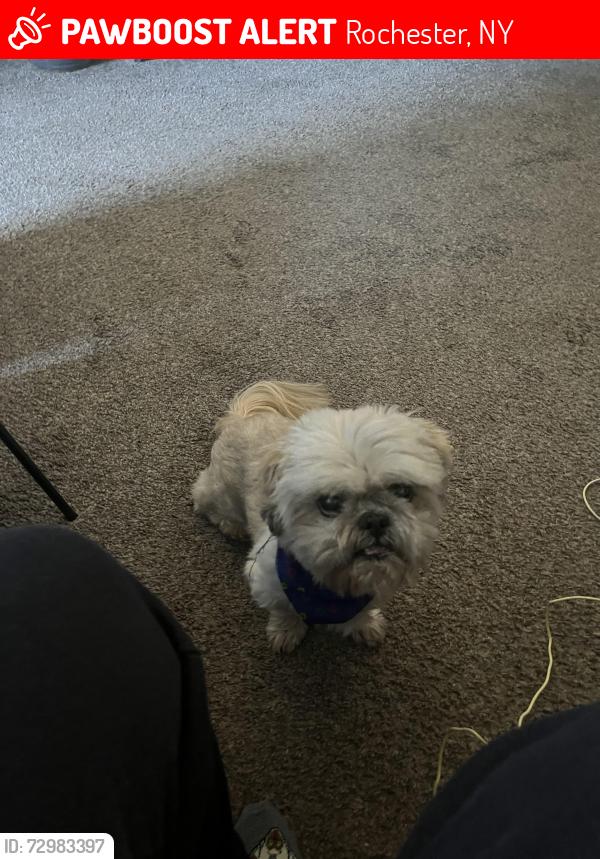 Lost Male Dog last seen Merchants , Rochester, NY 14609