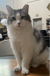 Reunited Male Cat last seen Daniel , Chino, CA 91710