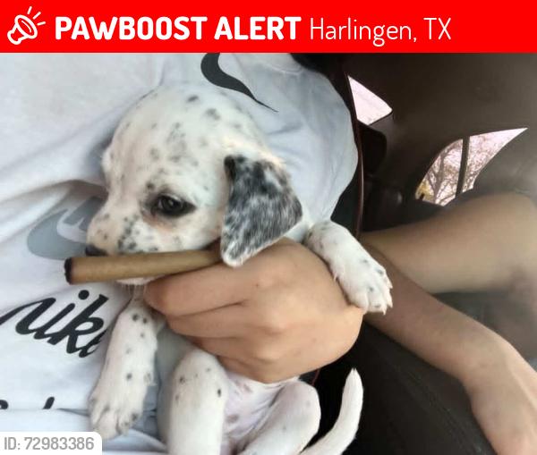 Lost Female Dog last seen Loop 499 Harlingen tx , Harlingen, TX 78550