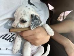 Lost Female Dog last seen Loop 499 Harlingen tx , Harlingen, TX 78550