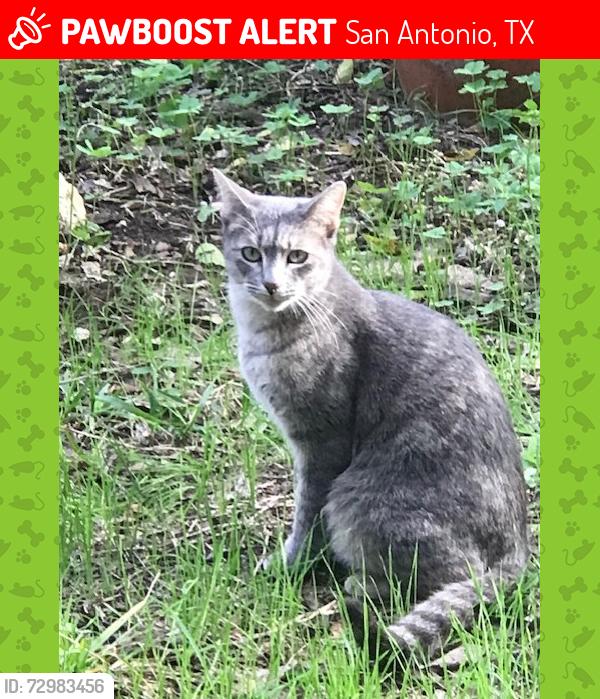 Lost Female Cat last seen Arborwood and Brickwood, San Antonio, TX 78250