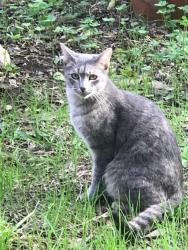 Lost Female Cat last seen Arborwood and Brickwood, San Antonio, TX 78250