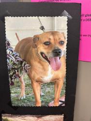 Lost Female Dog last seen Spring Hill Rd, Walton County, FL 32433