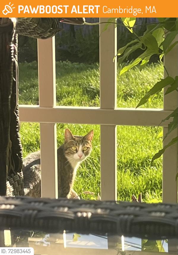 Found/Stray Female Cat last seen corner of harrison ave and columbus ave , Cambridge, MA 02140