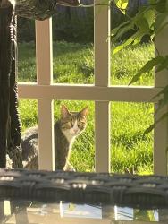 Found/Stray Female Cat last seen corner of harrison ave and columbus ave , Cambridge, MA 02140