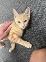 Found/Stray Unknown Cat last seen Near Springville Rd, Birmingham, AL 35215, Birmingham, AL 35215