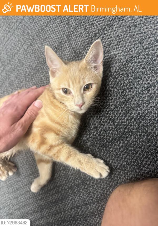 Found/Stray Unknown Cat last seen Near Springville Rd, Birmingham, AL 35215, Birmingham, AL 35215