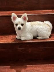 Reunited Female Dog last seen Rogers Animal hosp , Broward County, FL 33317