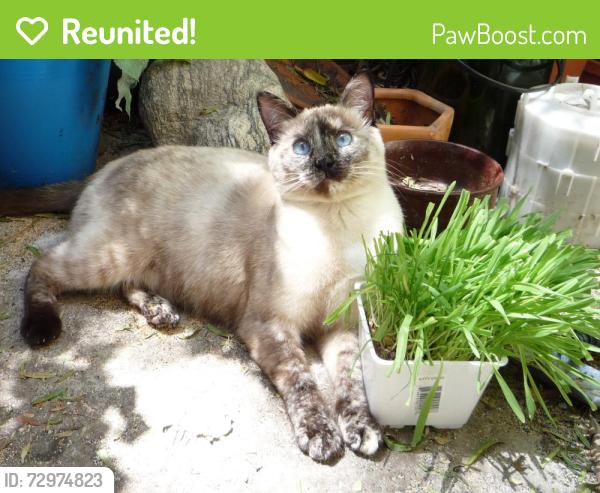 Reunited Female Cat last seen Florence Ave. and 7th street, Downey, CA 90241