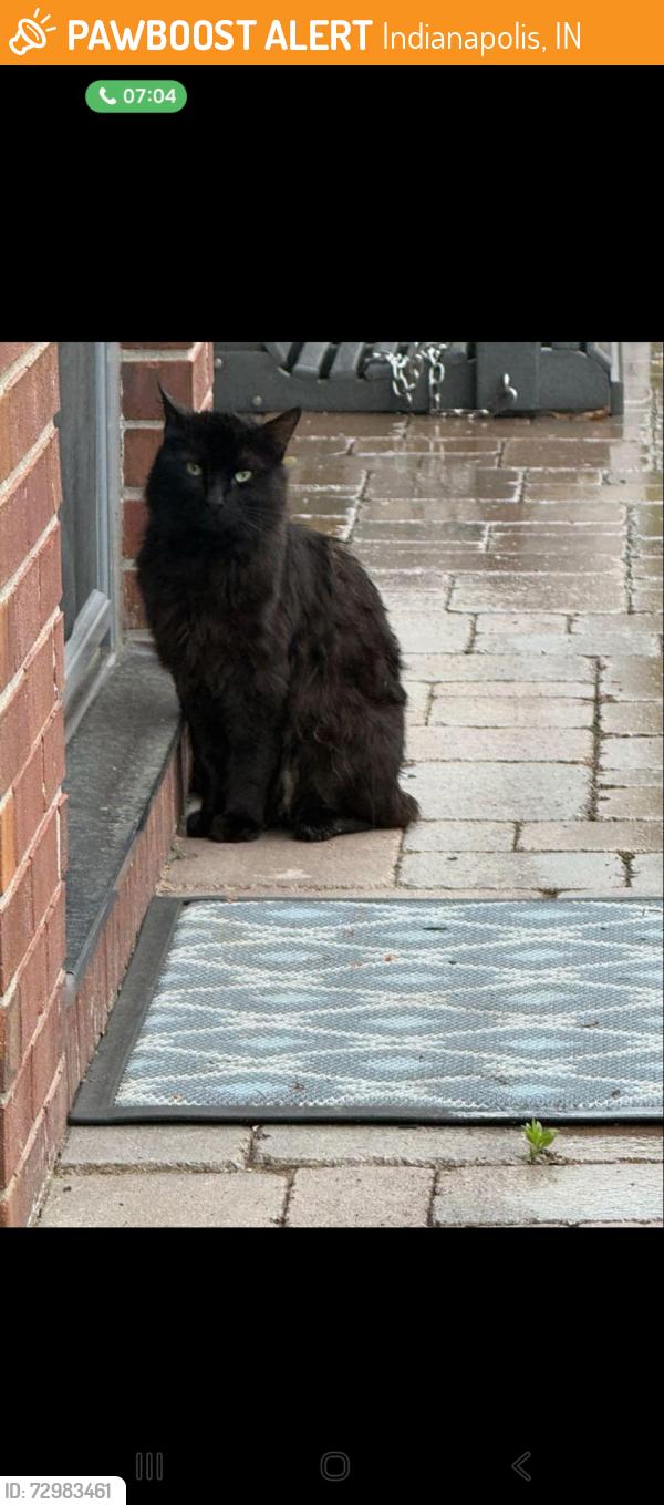 Found/Stray Male Cat last seen Brookville Rd (US 52) and Whispering Dr, Indianapolis, IN 46239