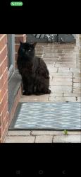 Found/Stray Male Cat last seen Brookville Rd (US 52) and Whispering Dr, Indianapolis, IN 46239