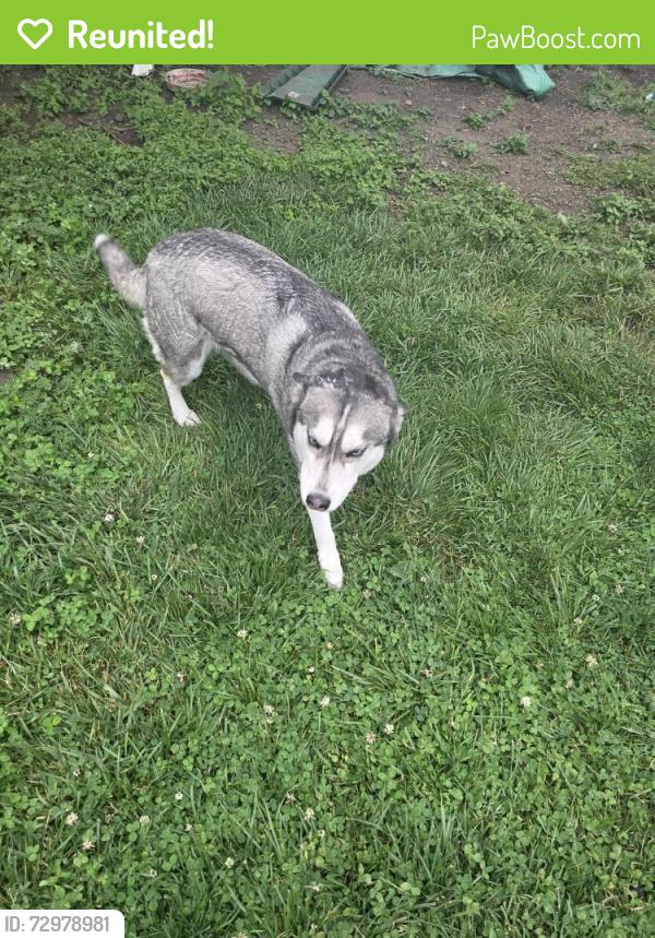 Reunited Unknown Dog last seen Tarimoro grocery store, Calumet City, IL 60409