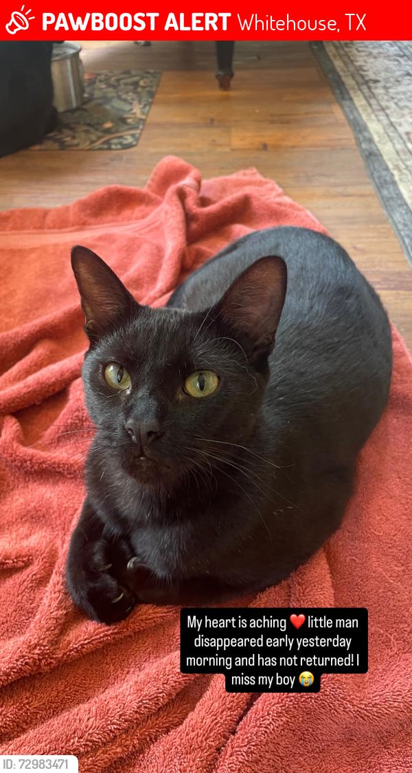 Lost Male Cat last seen Whitehouse Tx , Whitehouse, TX 75791
