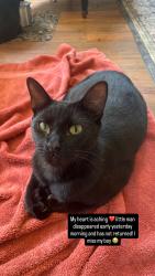 Lost Male Cat last seen Whitehouse Tx , Whitehouse, TX 75791