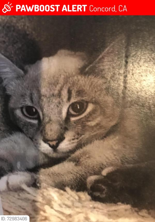 Lost Male Cat last seen Shakespeare , Concord, CA 94521