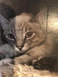 Lost Male Cat last seen Shakespeare , Concord, CA 94521