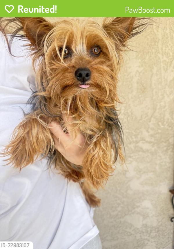 Reunited Female Dog last seen Near N Acacia St, Inglewood, CA 90302, USA, Inglewood, CA 90302