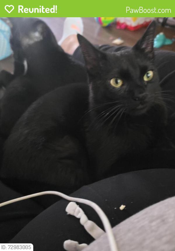 Reunited Male Cat last seen Near welch ave. , Berthoud, CO 80513