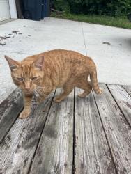 Found/Stray Unknown Cat last seen Rudolf Steiner High School, Ann Arbor, MI 48105