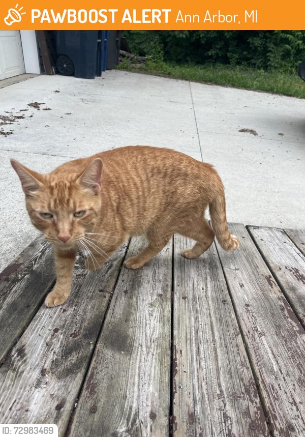 Found/Stray Unknown Cat last seen Rudolf Steiner High School, Ann Arbor, MI 48105
