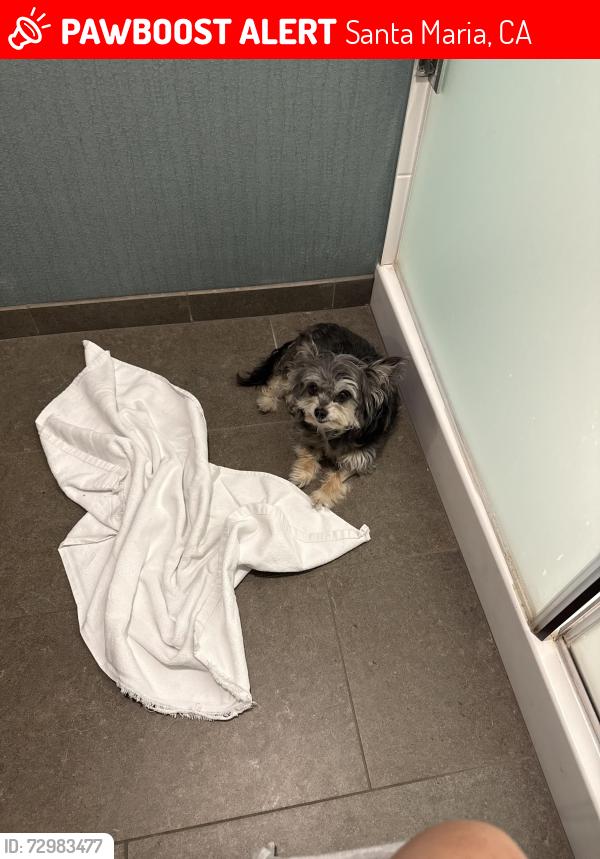 Lost Female Dog last seen jcpenney , Santa Maria, CA 93454