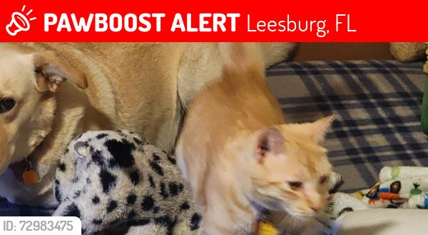 Lost Male Cat last seen Florida ave, Leesburg, FL 34748