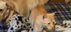 Lost Male Cat last seen Florida ave, Leesburg, FL 34748
