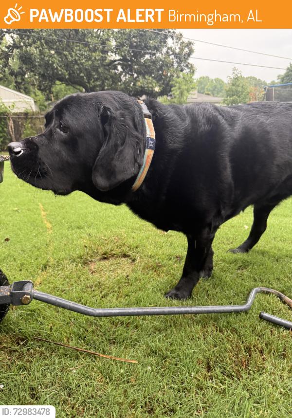 Found/Stray Male Dog last seen Sanders Road, Birmingham, AL 35226