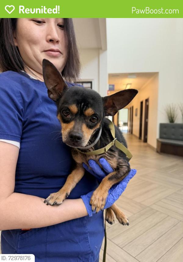 Reunited Male Dog last seen Hickory & Cowan , Lewisville, TX 75057