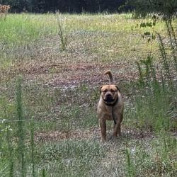 Found/Stray Unknown Dog last seen McArther and 295, Fayetteville, NC 28311