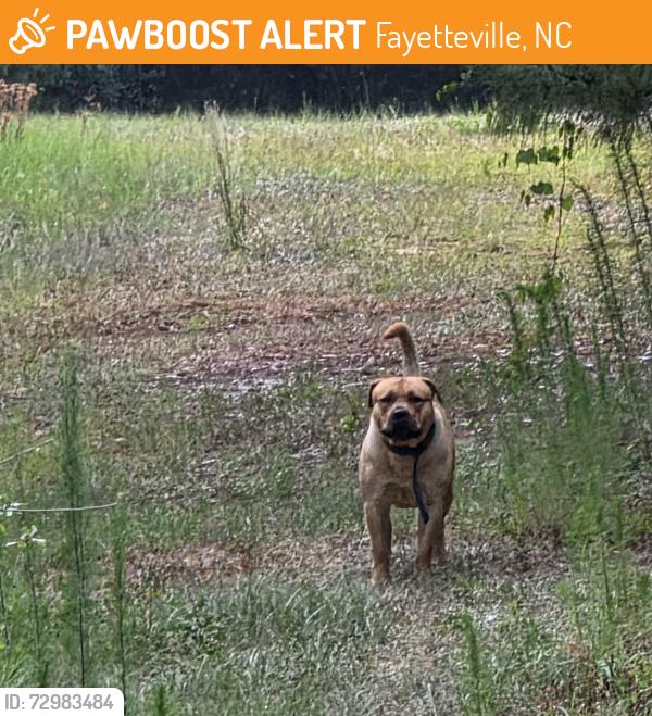 Found/Stray Unknown Dog last seen McArther and 295, Fayetteville, NC 28311