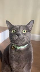 Reunited Female Cat last seen Corte Alegra, up the street from Gardener Middle School, Temecula, CA 92592