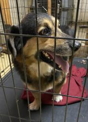 Reunited Male Dog last seen CR 919 but water towers, Crowley, TX 76036
