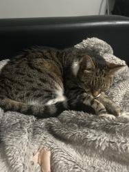 Found/Stray Unknown Cat last seen Tescos edge hill, Edge Hill, England L7