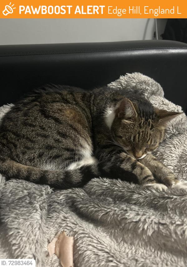 Found/Stray Unknown Cat last seen Tescos edge hill , Edge Hill, England L7