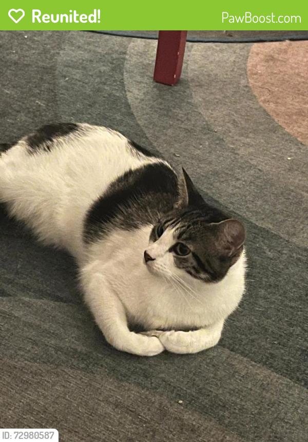 Reunited Female Cat last seen E5 8DS, Lower Clapton, England E5 8DS
