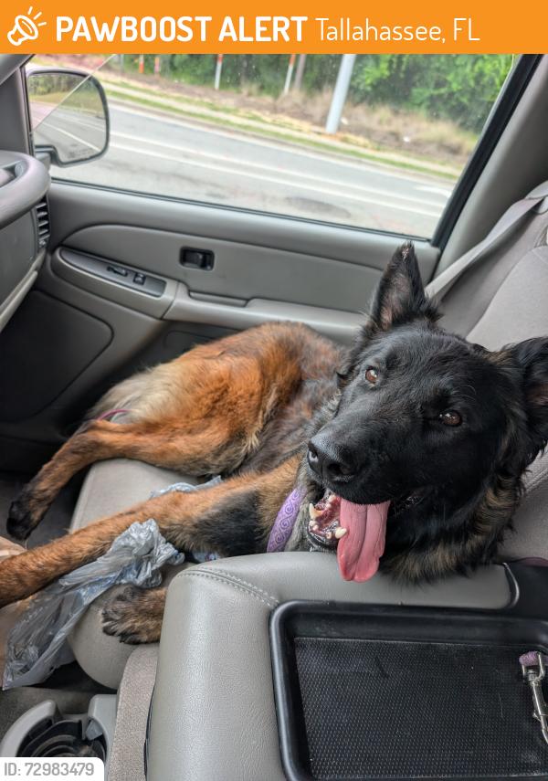 Found/Stray Male Dog last seen Skylark and Lakewood , Tallahassee, FL 32305