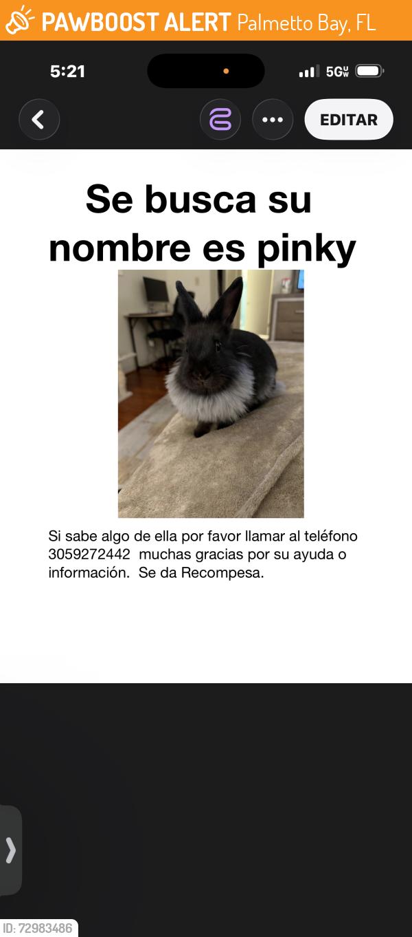 Found/Stray Female Rabbit last seen Miami, Palmetto Bay, FL 33158