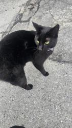 Found/Stray Unknown Cat last seen Mulberry Street, Lyndall Street, Johnson City, TN 37601