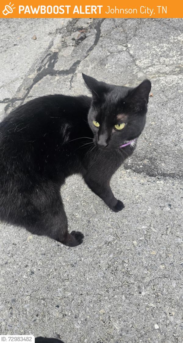 Found/Stray Unknown Cat last seen Mulberry Street, Lyndall Street, Johnson City, TN 37601