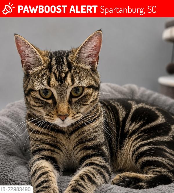 Lost Female Cat last seen Liberty United Methodist Church Hwy 221, Spartanburg, SC 29303