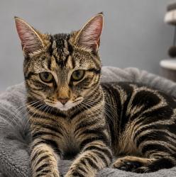 Lost Female Cat last seen Liberty United Methodist Church Hwy 221, Spartanburg, SC 29303