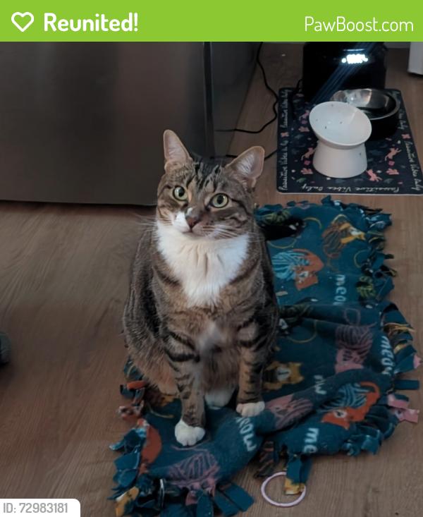 Reunited Female Cat last seen The Landings apmts, Caribbean Blvd, West Palm Beach, FL 33407
