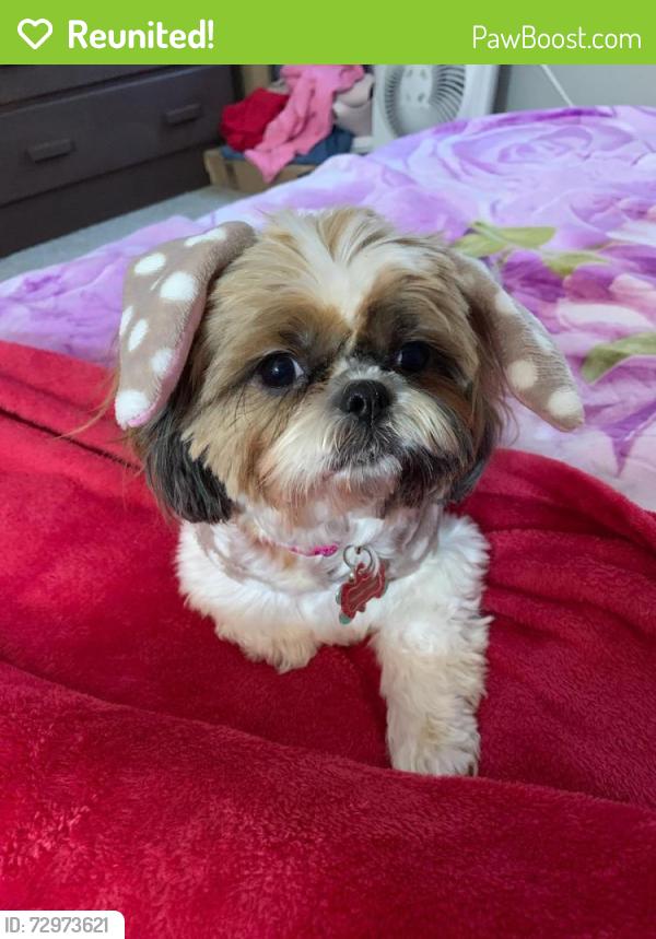 Reunited Female Dog last seen Hackberry hill elementary , Arvada, CO 80003