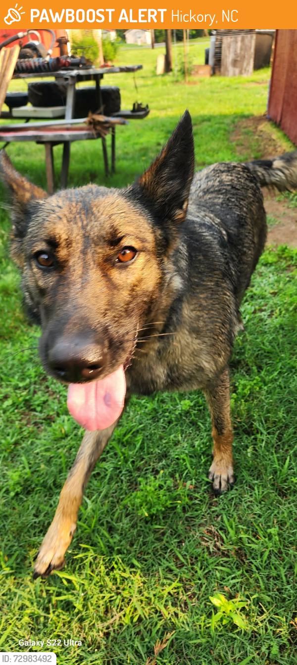 Found/Stray Female Dog last seen 28th St. NE, Hickory, NC 28601
