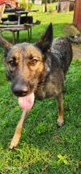 Found/Stray Female Dog last seen 28th St. NE, Hickory, NC 28601