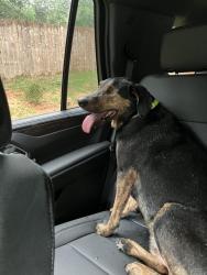Reunited Unknown Dog last seen Branch Valley Wag, Roswell, GA 30076