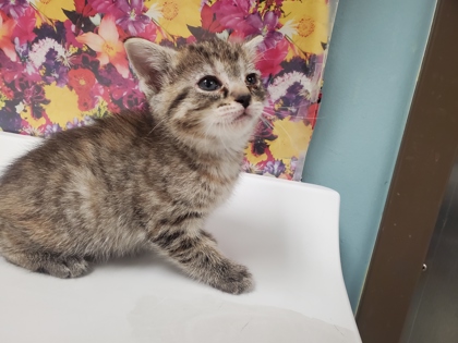 Shelter Stray Female Cat last seen South Byrne Road, 43614, OH, 827 Illinois Ave, Maumee, OH 43537, USA